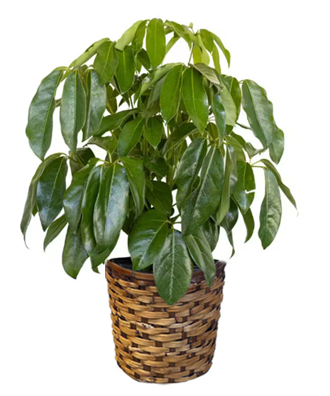 Schefflera Amate - 10