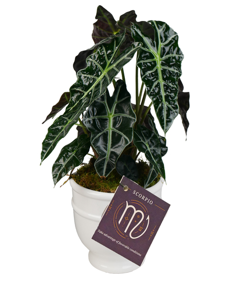 Scorpio Zodiac Plant