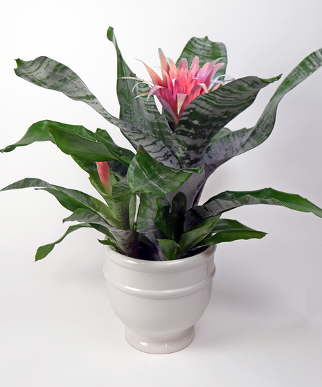 Silver Vase Bromeliad