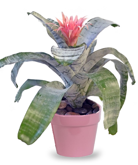Silver Vase Bromeliad