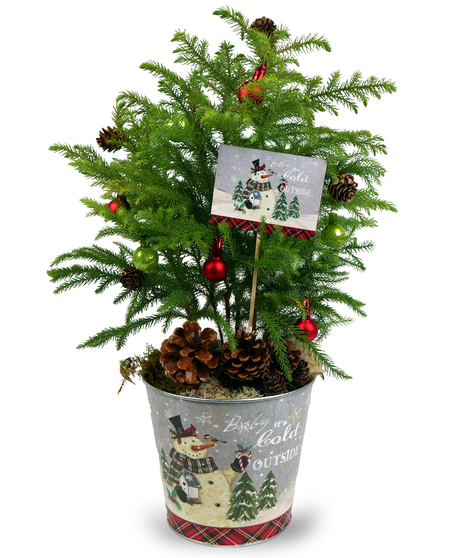 Norfolk Pine