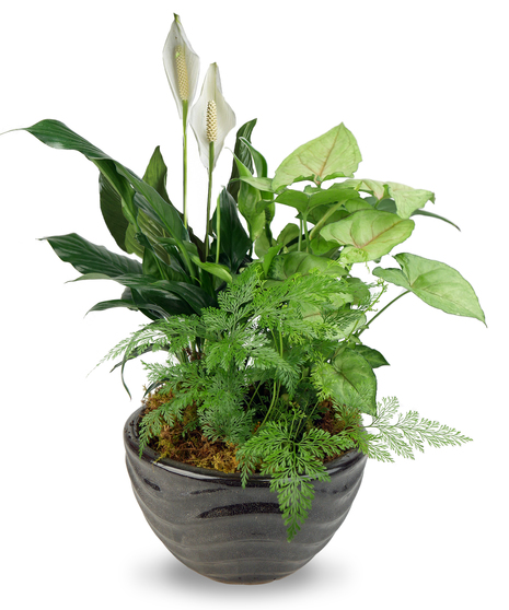 Dish garden featuring a variety of lush green plants