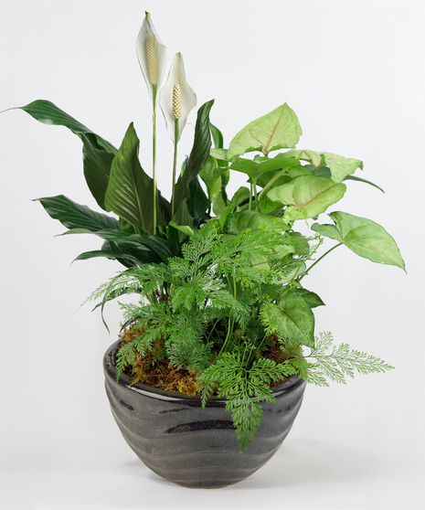 Dish garden featuring a variety of lush green plants