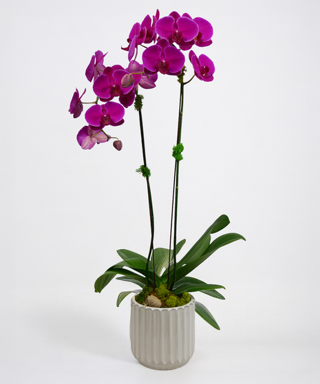 Sophisticated Love Orchid