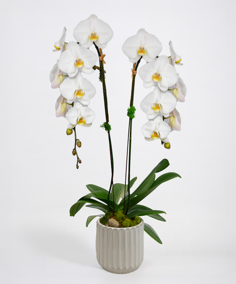 Sophisticated Love Orchid