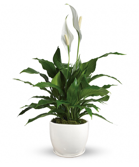 Image features a Peace Lily Plant with lush dark green foliage and delicate white lily blossoms. The plant is showcased in a decorative pot, 