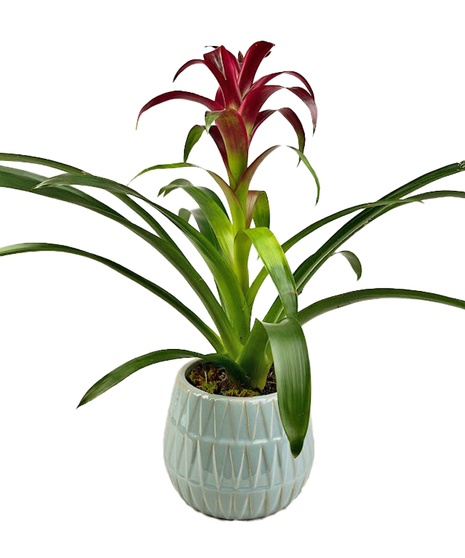 Bromeliad