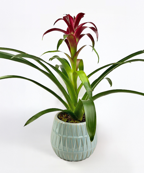 Bromeliad