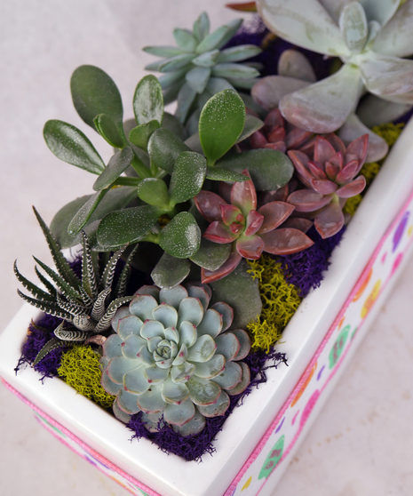 A rectangular white ceramic planter filled with colorful succulents, surrounded by decorative moss in yellow and purple. 
