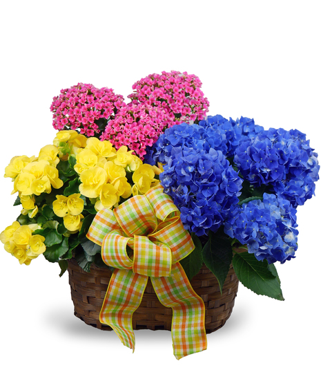 Triple Bloomer French Garden