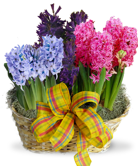 Triple Bulb Basket