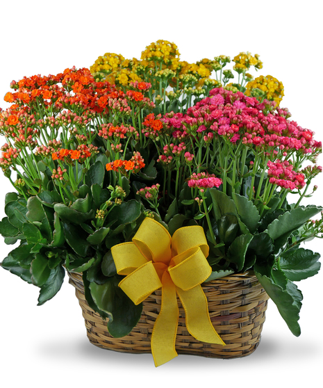 Triple Kalanchoe