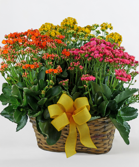 Triple Kalanchoe
