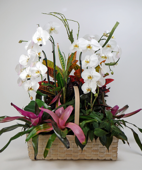 Tropical Treasures Garden