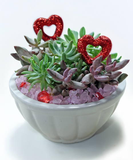 Sweetheart Succulents