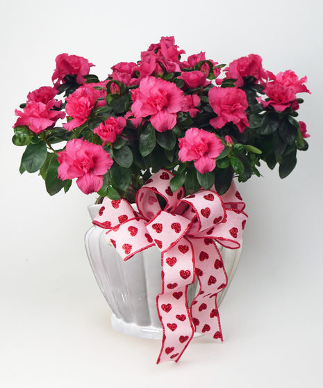 Valentine Azalea