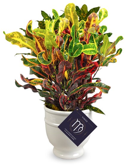 Virgo Zodiac Plant