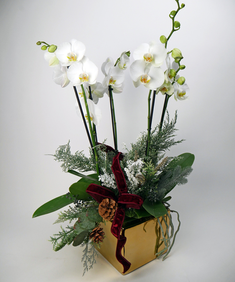 A white phalaenopsis orchid with two tall stems of delicate blooms, arranged in a gold container with evergreen sprigs